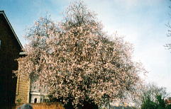 ロンドンの街路樹の桜